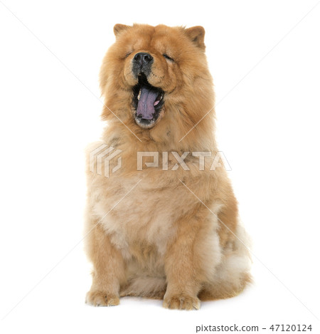 chow chow yawning 47120124