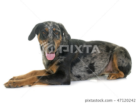 female harlequin beauceron 47120242