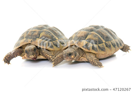 Testudo hermanni tortoise 47120267