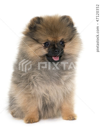 puppy pomeranian spitz puppy pomeranian spitz 47120352