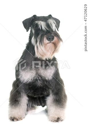 black and white miniature schnauzer 47120629