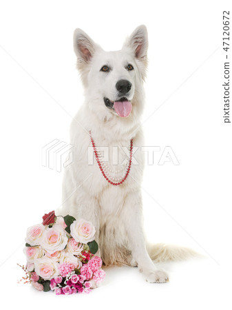 White Swiss Shepherd Dog 47120672