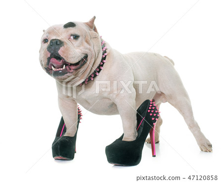 white american bully and court shoes 47120858
