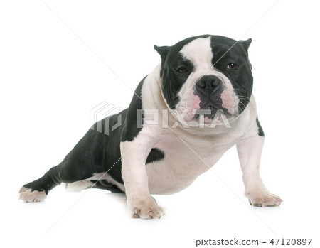 puppy american bully 47120897