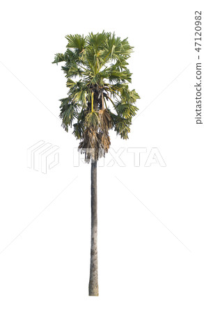 sugar palm isolated on white background 47120982