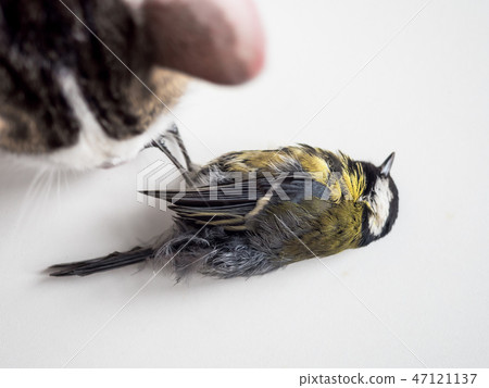Domestic cat caught a bird. Lucky hunter playing with his victim. Predatory cat looks at the prey it 47121137