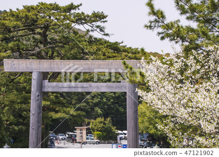 春天伊勢神社鳥居和櫻花伊勢神宮uchinomiya 照片素材 圖片 圖庫