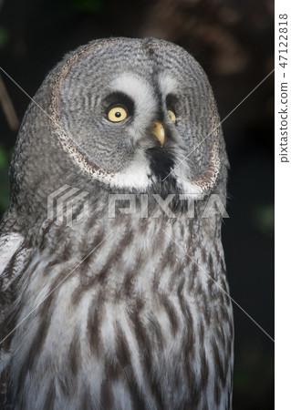 The Great Grey Owl or Lapland Owl, Strix nebulosa 47122818