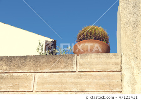 Cactus on a roof terrace in Capdepera Majorca Cactus on a roof terrace in Capdepera Majorca 47123411