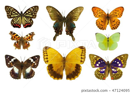 Butterflies Isolated 47124095