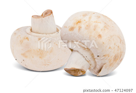 Mushrooms Isolated 47124097
