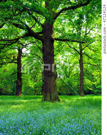 Magical Oak trees Magical Oak trees 47124124