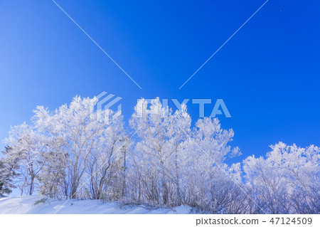 Foggy Forest 1 Foggy Forest 1 47124509