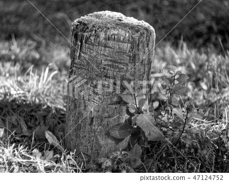 stump for chopping wood in the garden stump for chopping wood in the garden 47124752