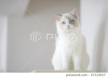 貓布娃娃 47124837