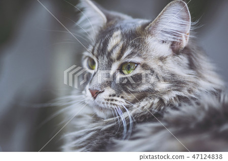 貓緬因庫恩 47124838