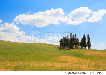 Val d'Orcia cypresses view Val d'Orcia cypresses view 47124955