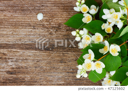 Mock orange flowers 47125602
