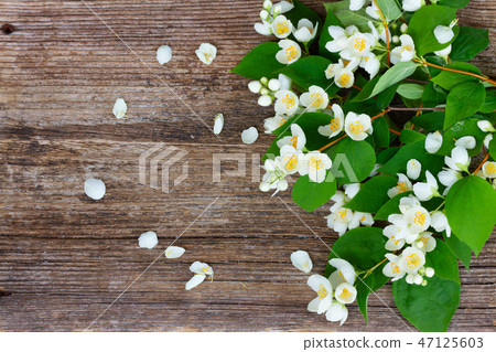 Mock orange flowers Mock orange flowers 47125603