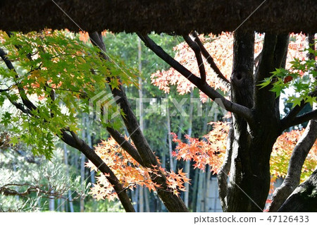 Autumn's Townscape Poetry Izumikaku Autumn's Townscape Poetry Izumikaku 47126433