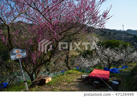 來自南梅林 47126499