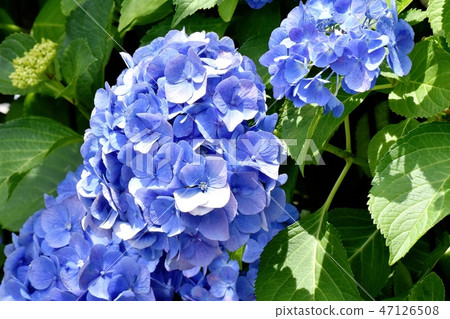 Blue hydrangea blooming in Mitaka Nakahara 47126508
