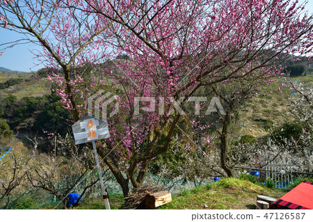 來自南梅林 47126587