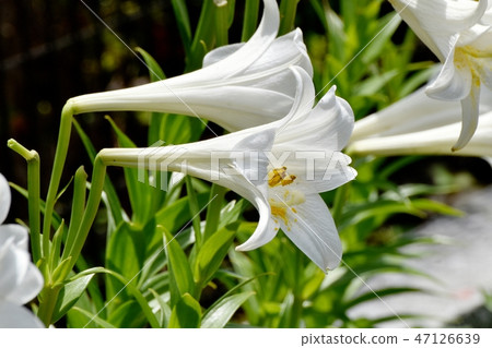 White flower of Lepidoptera lily blooming in Mitaka Nakahara 47126639