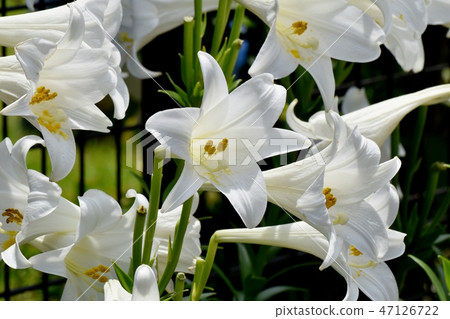開花在Mitaka Nakahara的鱗翅目百合白花 47126722