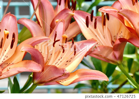 在三鷹中原盛開的三鷹中原盛開 47126725