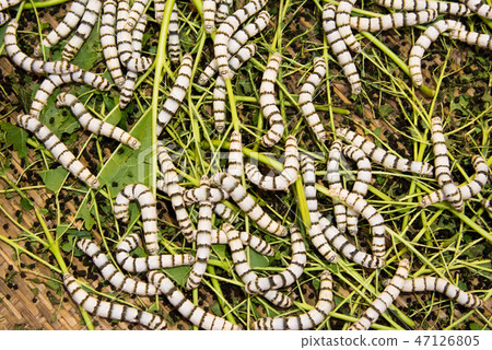 Close up Silkworms eating mulberry green leaf Close up Silkworms eating mulberry green leaf 47126805