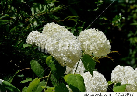  White hydrangea flower blooming in Mitaka Nakahara 47126988