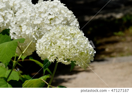 開花在三鷹中原的白色八仙花屬花 開花在三鷹中原的白色八仙花屬花 47127187
