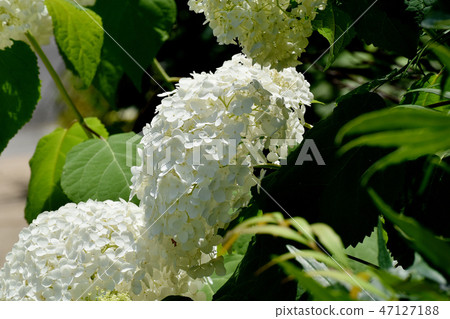 開花在三鷹中原的白色八仙花屬花 開花在三鷹中原的白色八仙花屬花 47127188