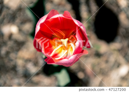 Tulip _ overhead view 47127200