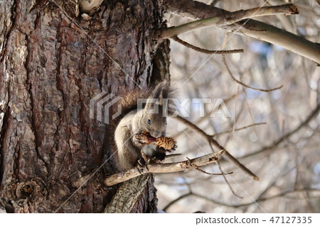 Ezoris吃松果（在森林裡炸蝦） 47127335