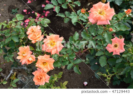 Orange Rose "Zambra" 47129443