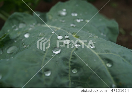 西蘭花葉子上的柿子 西蘭花葉子上的柿子 47131634