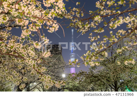 櫻花和東京天空樹在晚上在Yamatani Hori公園 櫻花和東京天空樹在晚上在Yamatani Hori公園 47131966