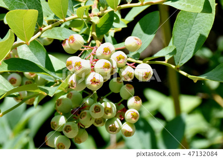 sharinbai未成熟的果實成為三島中原 sharinbai未成熟的果實成為三島中原 47132084