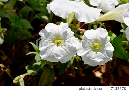 White Petunia blooming in Mitaka Nakahara 47132378