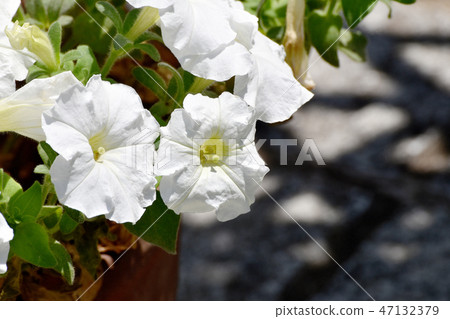 White Petunia blooming in Mitaka Nakahara 47132379