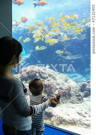A mother and baby's aquarium A mother and baby's aquarium 47132405