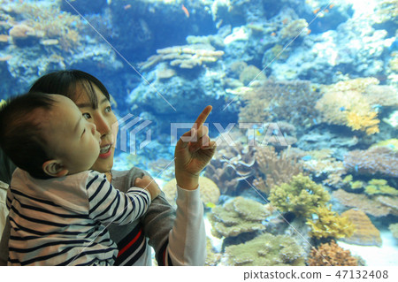 A mother and baby's aquarium 47132408