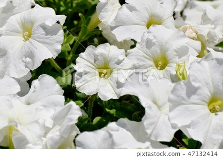 White Petunia blooming in Mitaka Nakahara 47132414