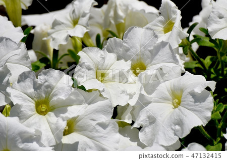 White Petunia blooming in Mitaka Nakahara White Petunia blooming in Mitaka Nakahara 47132415