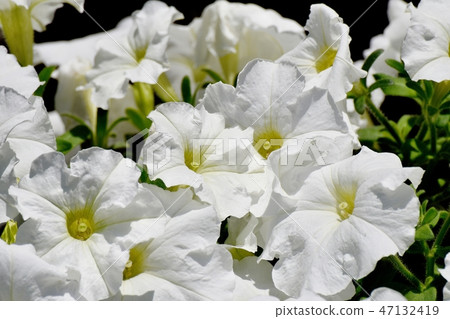 White Petunia blooming in Mitaka Nakahara 47132419