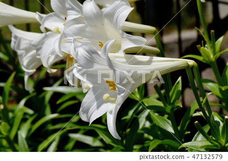 White flower of Lepidoptera lily blooming in Mitaka Nakahara 47132579