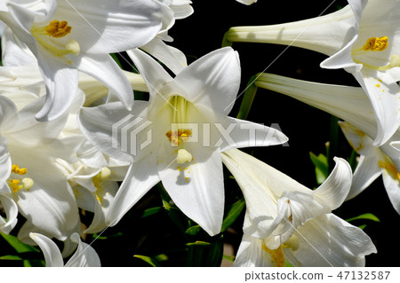 White flower of Lepidoptera lily blooming in Mitaka Nakahara 47132587