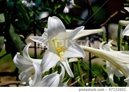White flower of Lepidoptera lily blooming in Mitaka Nakahara 47132601